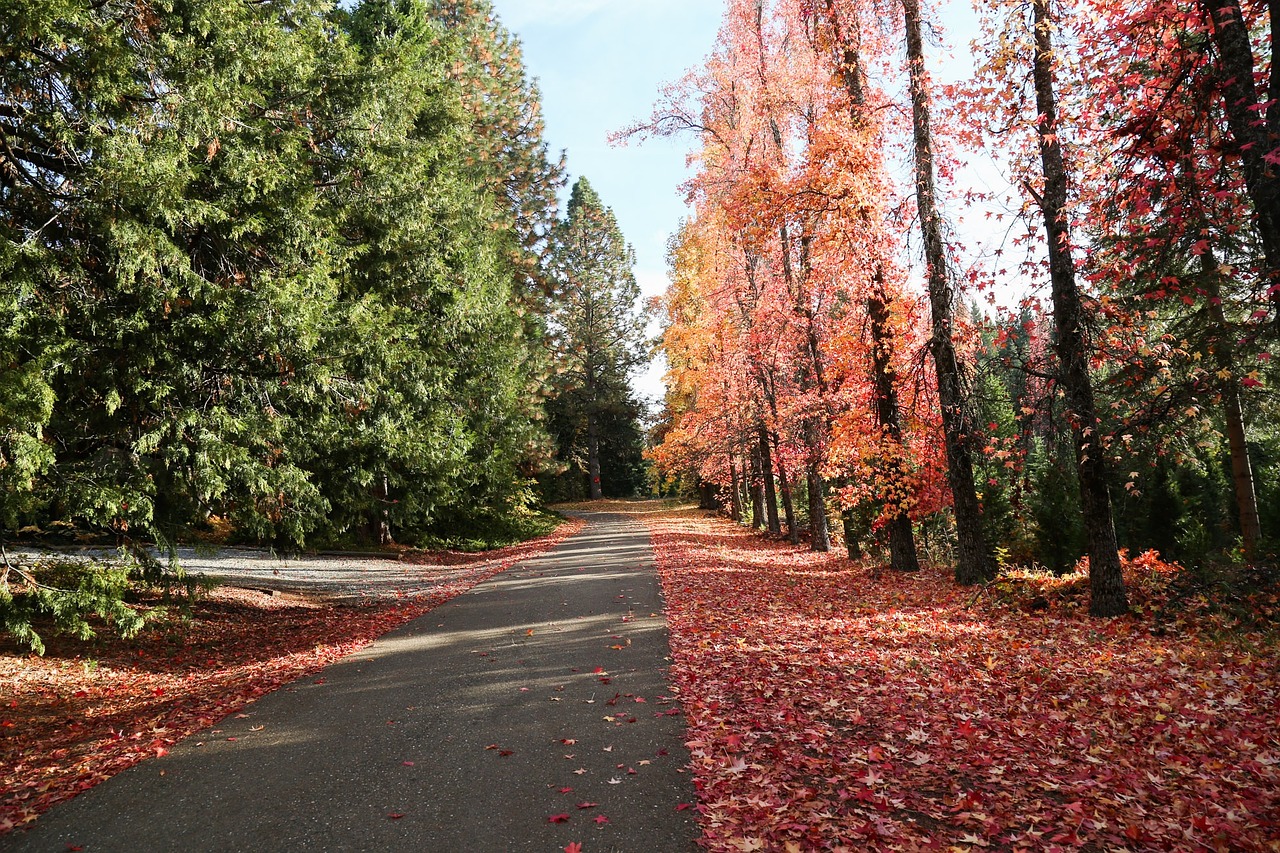 autumn leaves street free photo