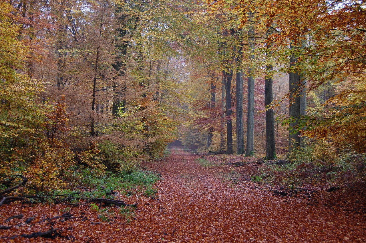 autumn forest fall colors free photo