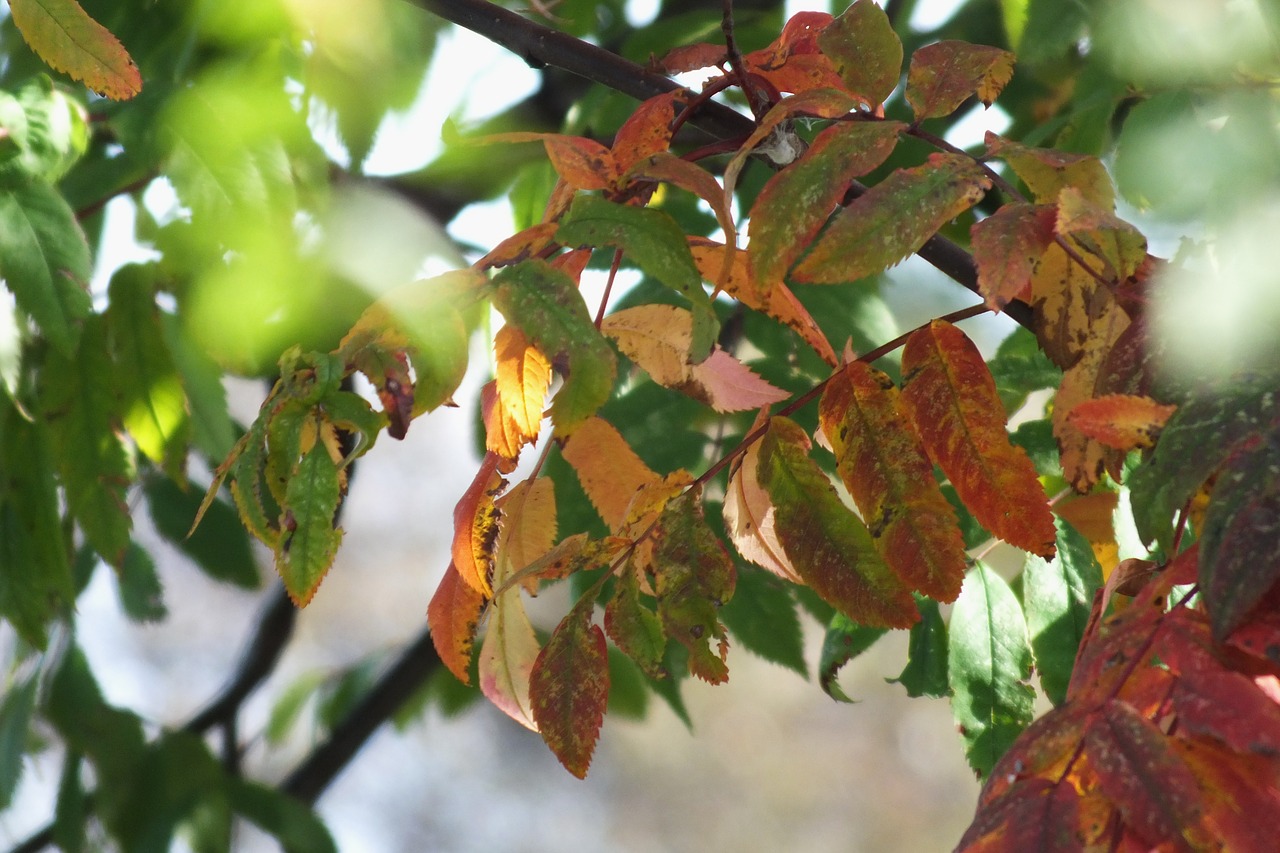 autumn leaves red free photo