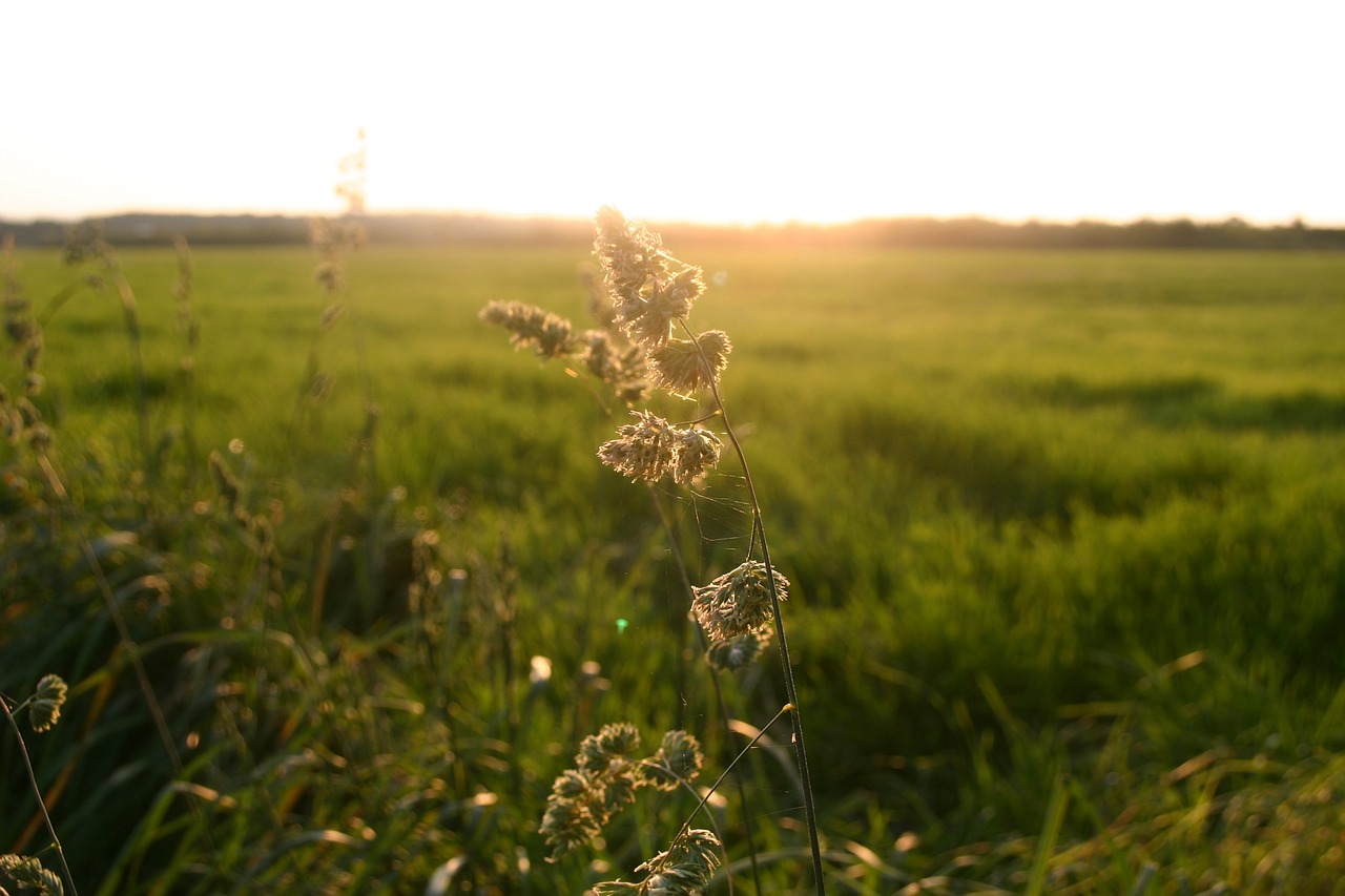 autumn field nature free photo