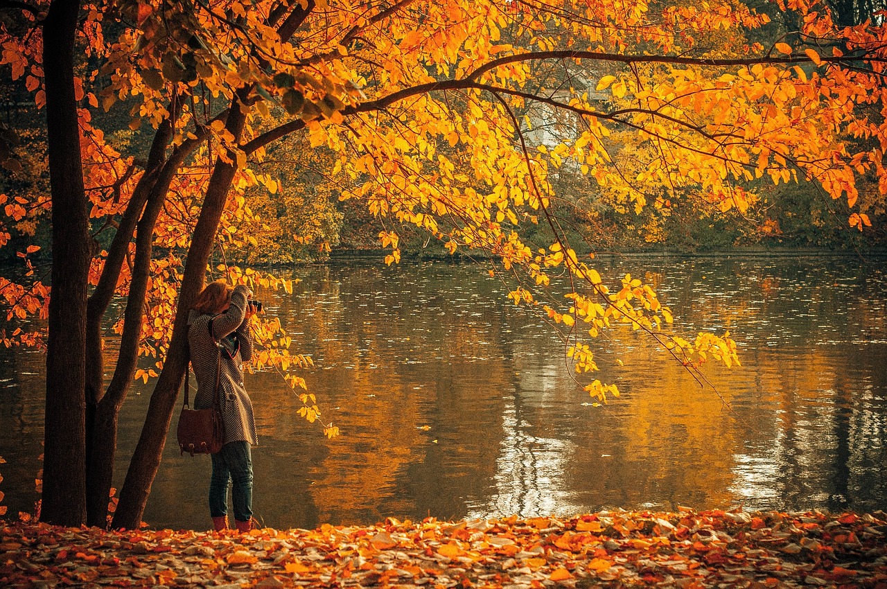 autumn fall leaves free photo