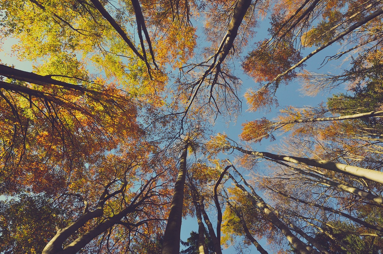 autumn trees fall free photo