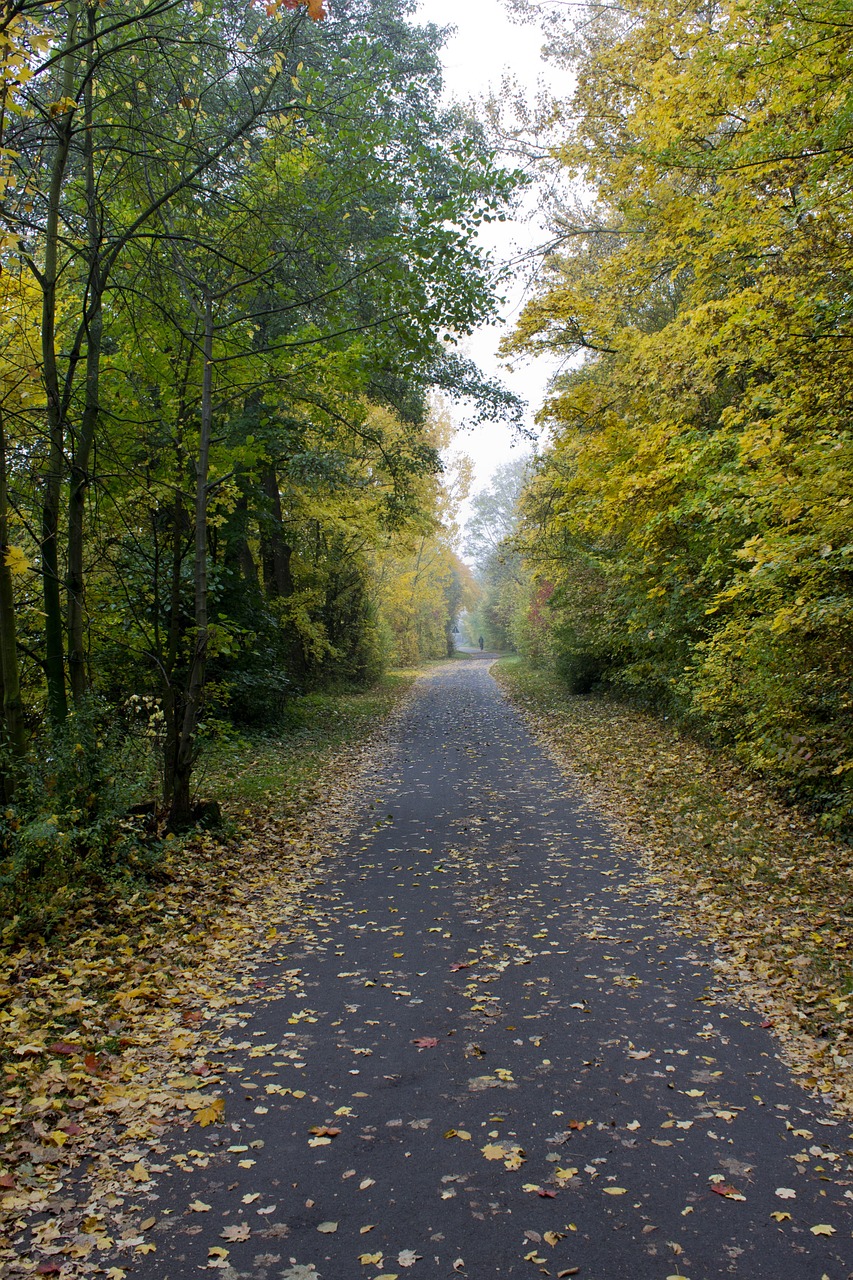 autumn away leaves free photo