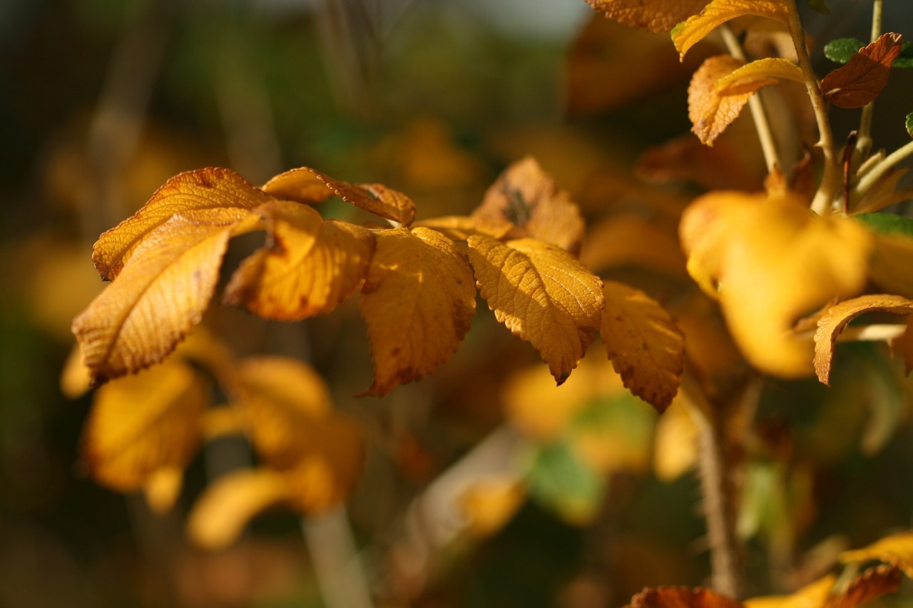 autumn leaves fall free photo