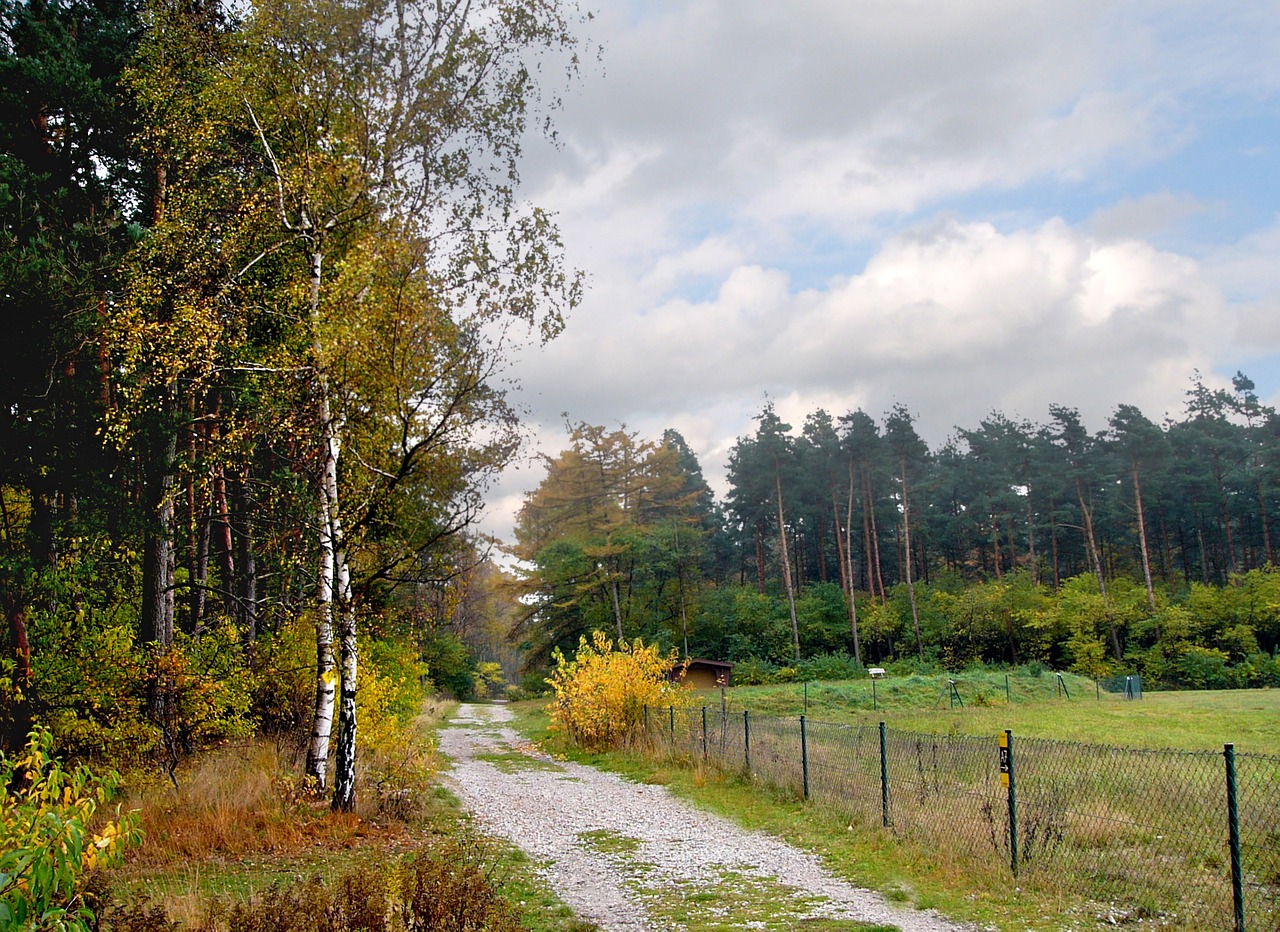 autumn autumnal leaves tree free photo