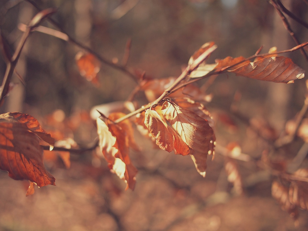 autumn fall leaves free photo