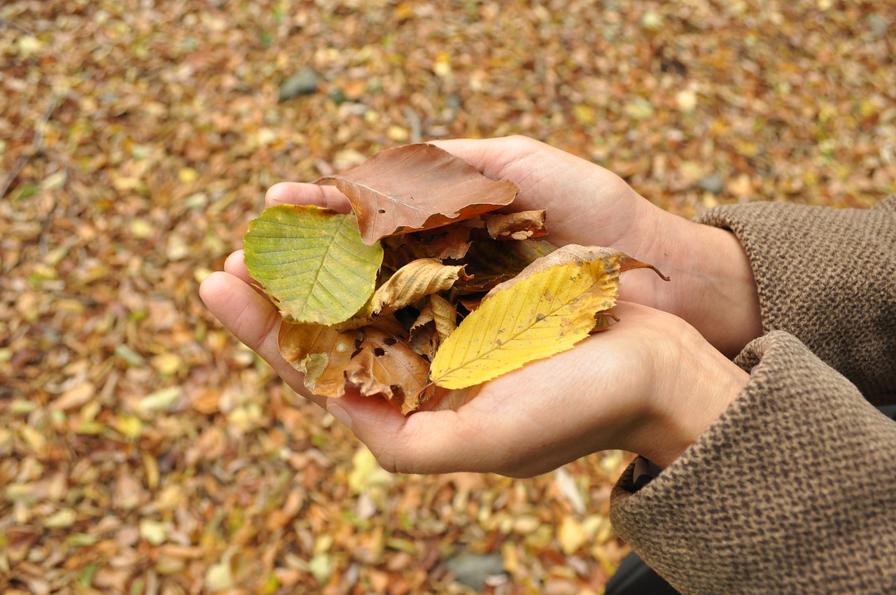 autumn hands season free photo