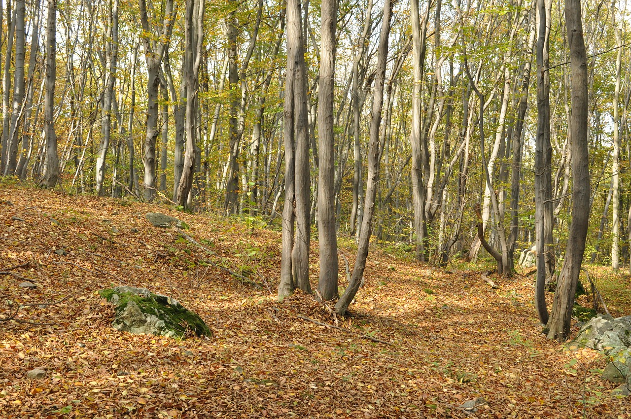 autumn forest tree free photo