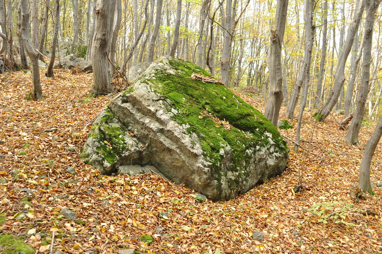 autumn forest stone free photo