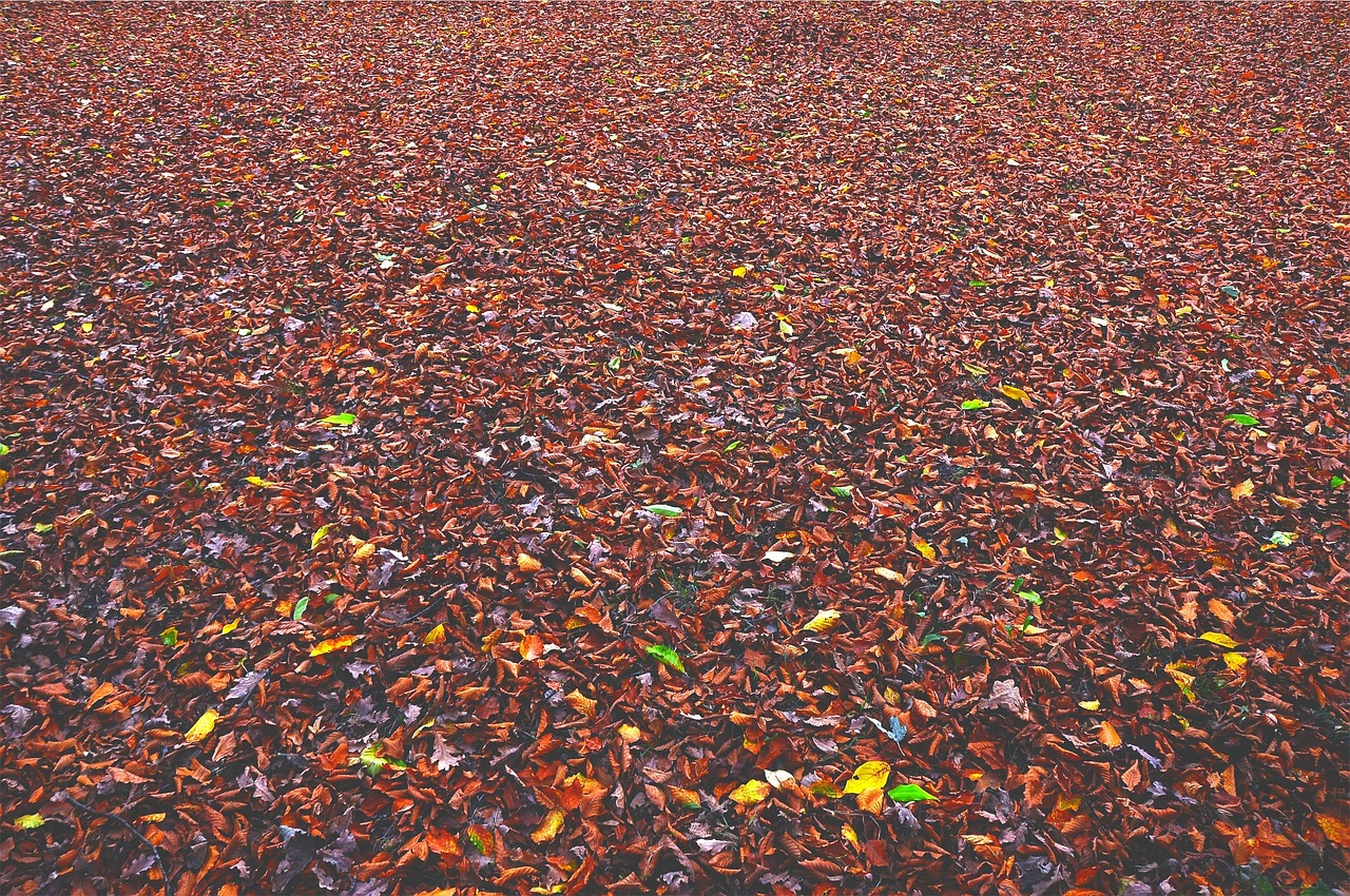 autumn fall leaves free photo