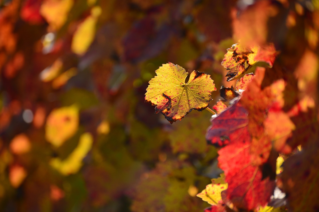 autumn leaf golden autumn free photo