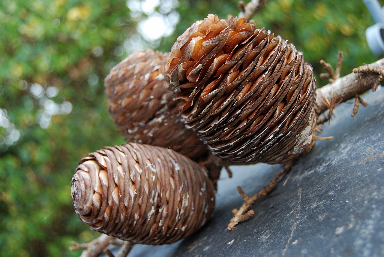 autumn acorn large free photo