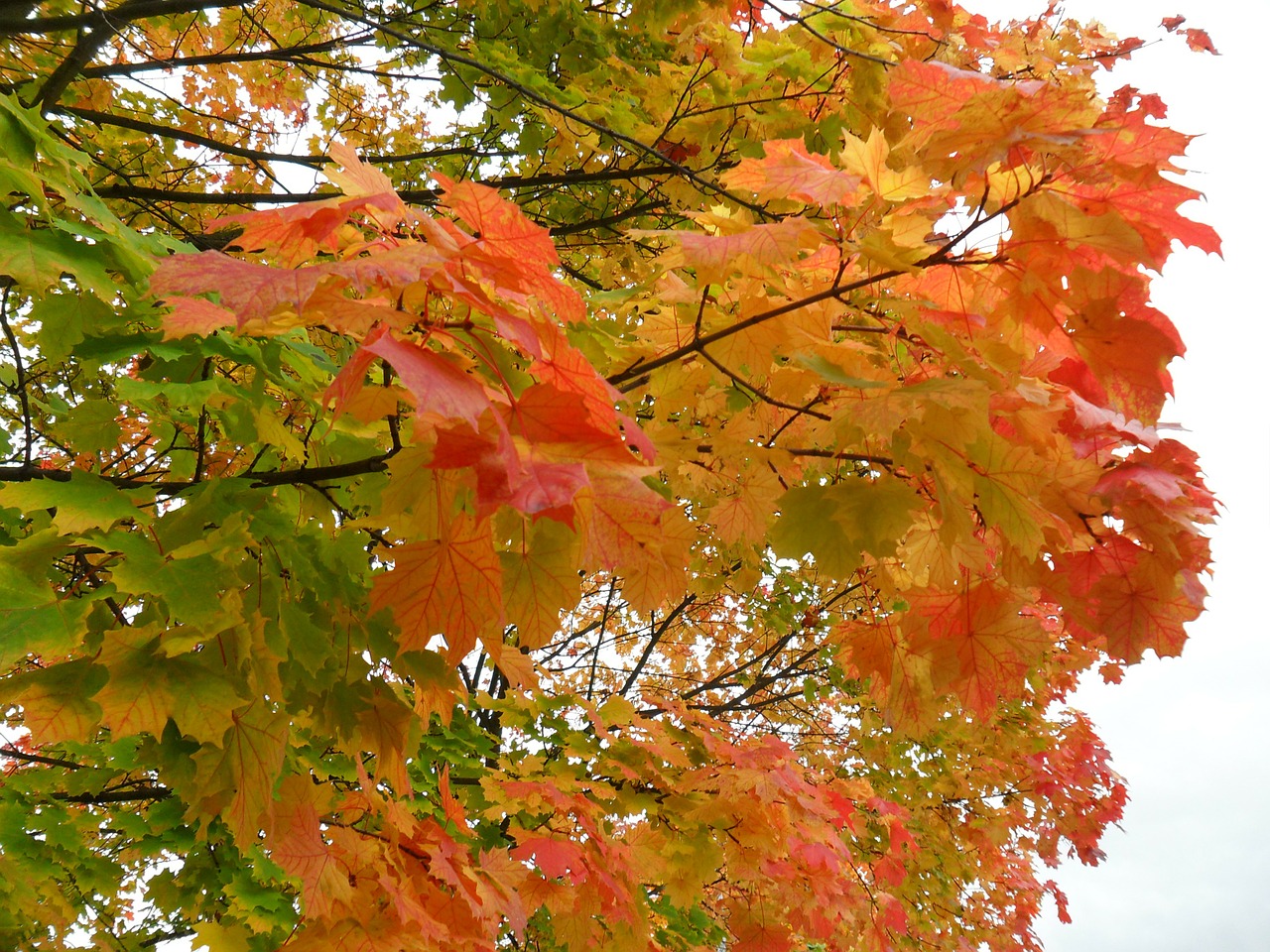 autumn leaves trees free photo