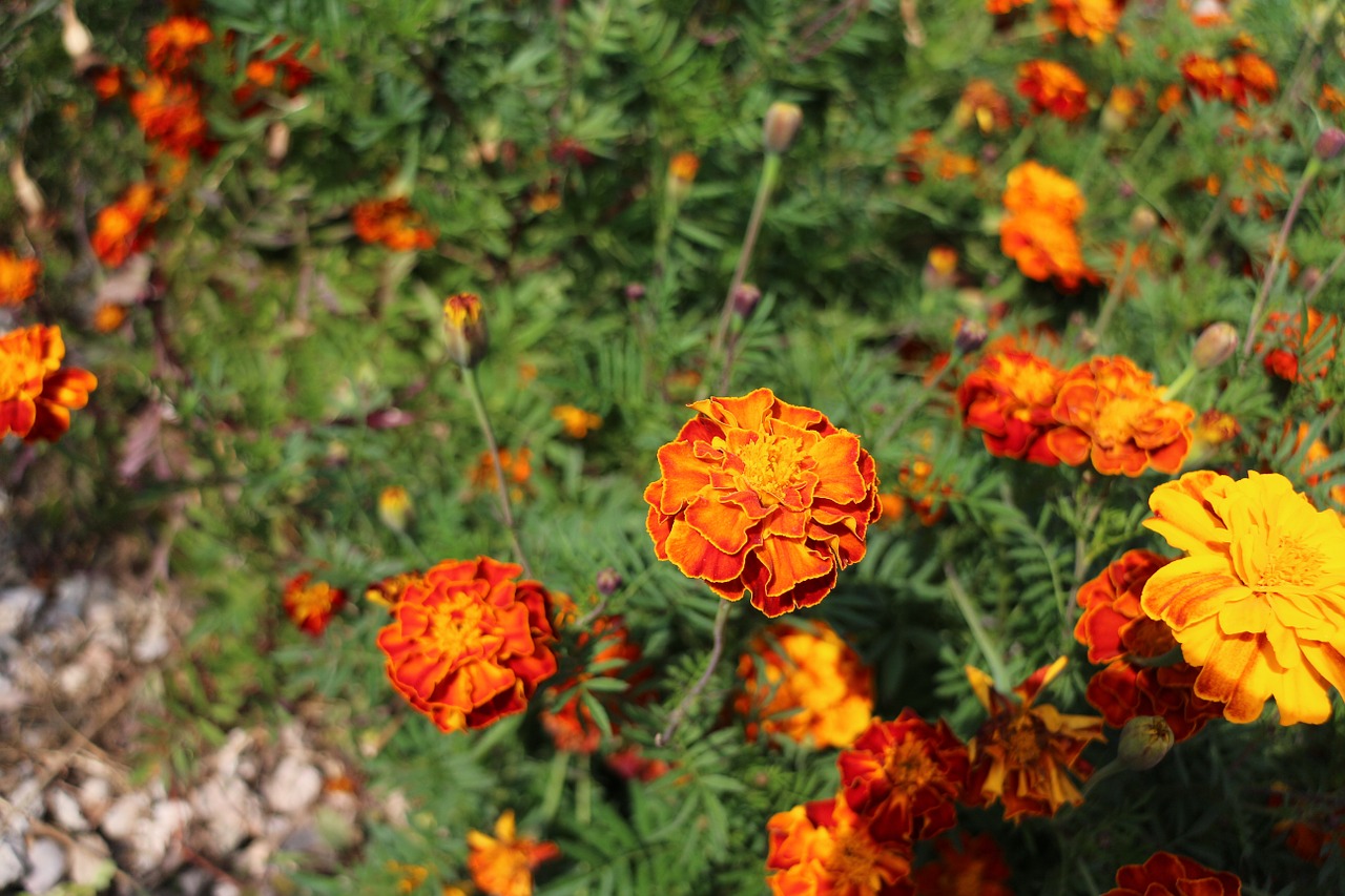 autumn flowers plants free photo