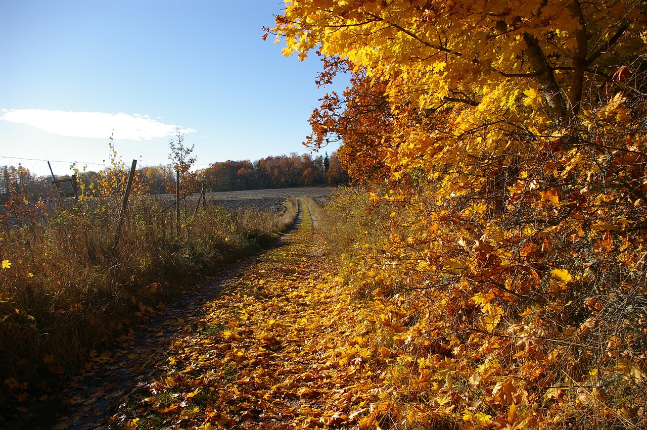 autumn yellow nature free photo