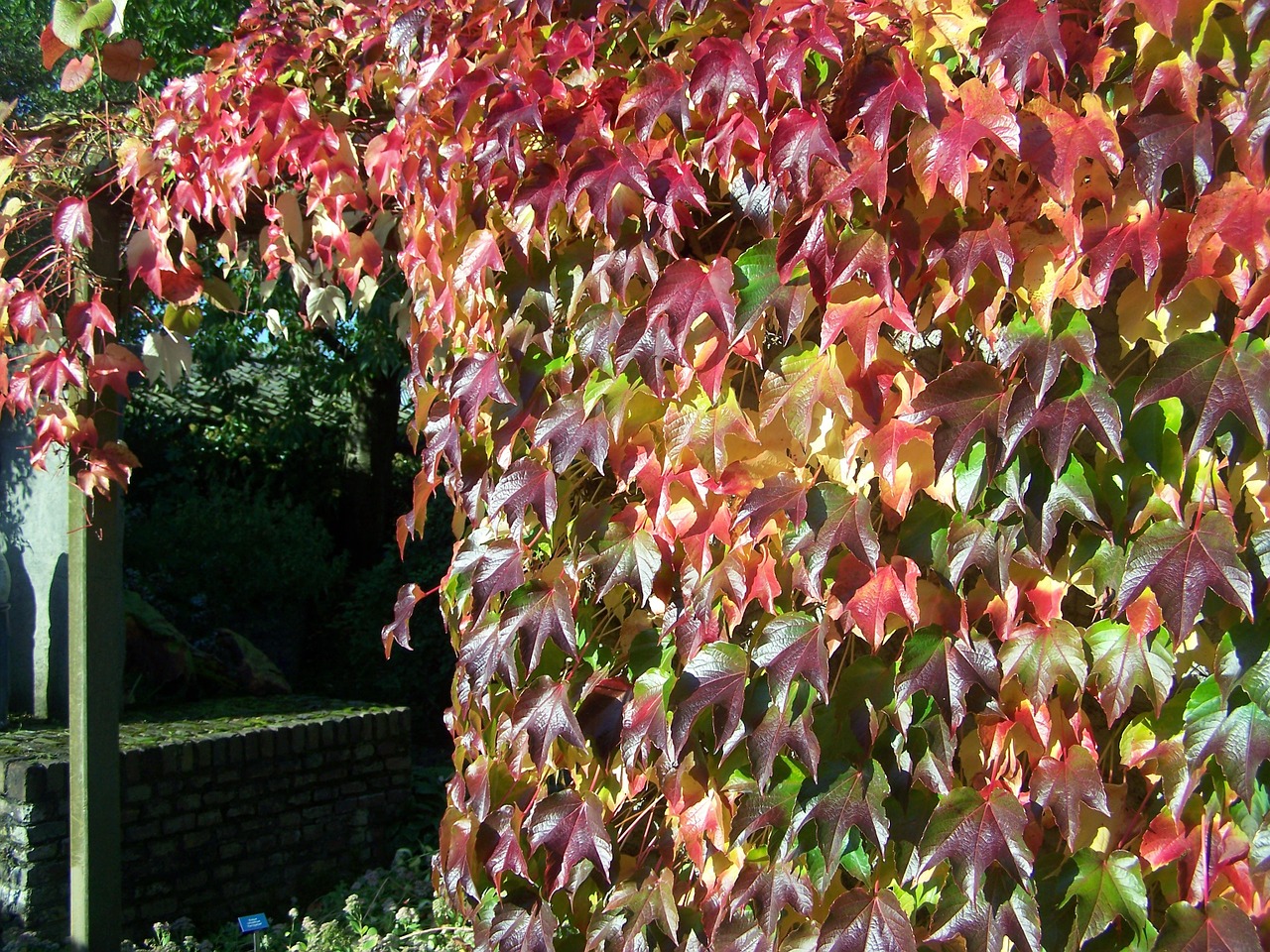 autumn wingerd autumn leaves free photo