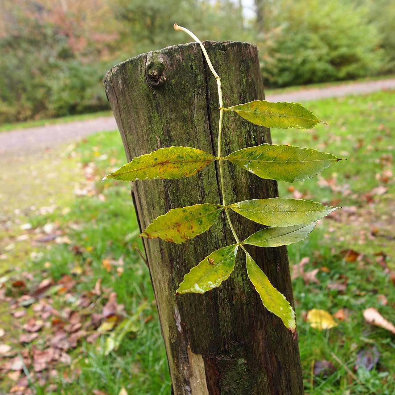 autumn sprig pole free photo