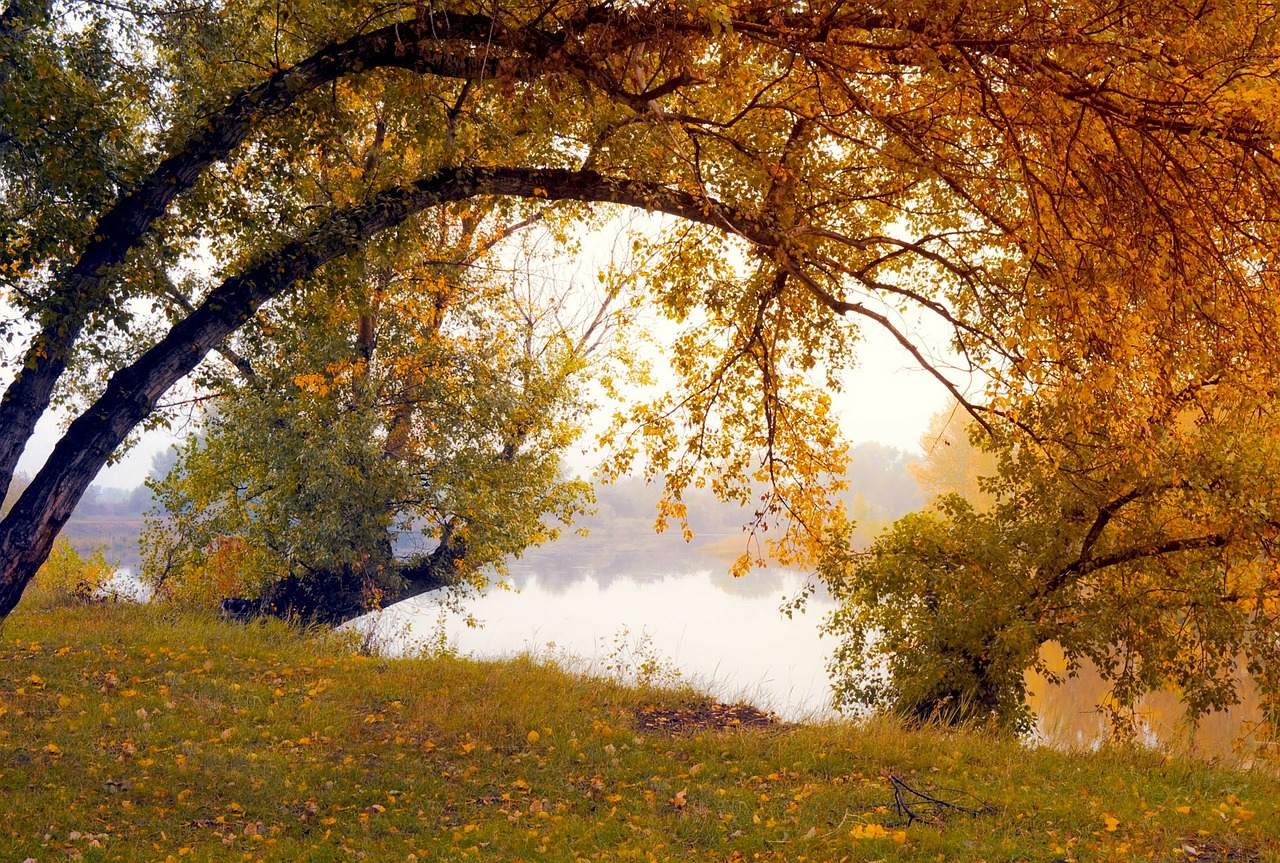 autumn trees organic free photo