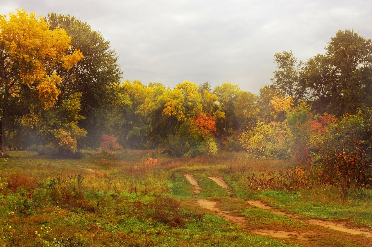 autumn trees gold free photo