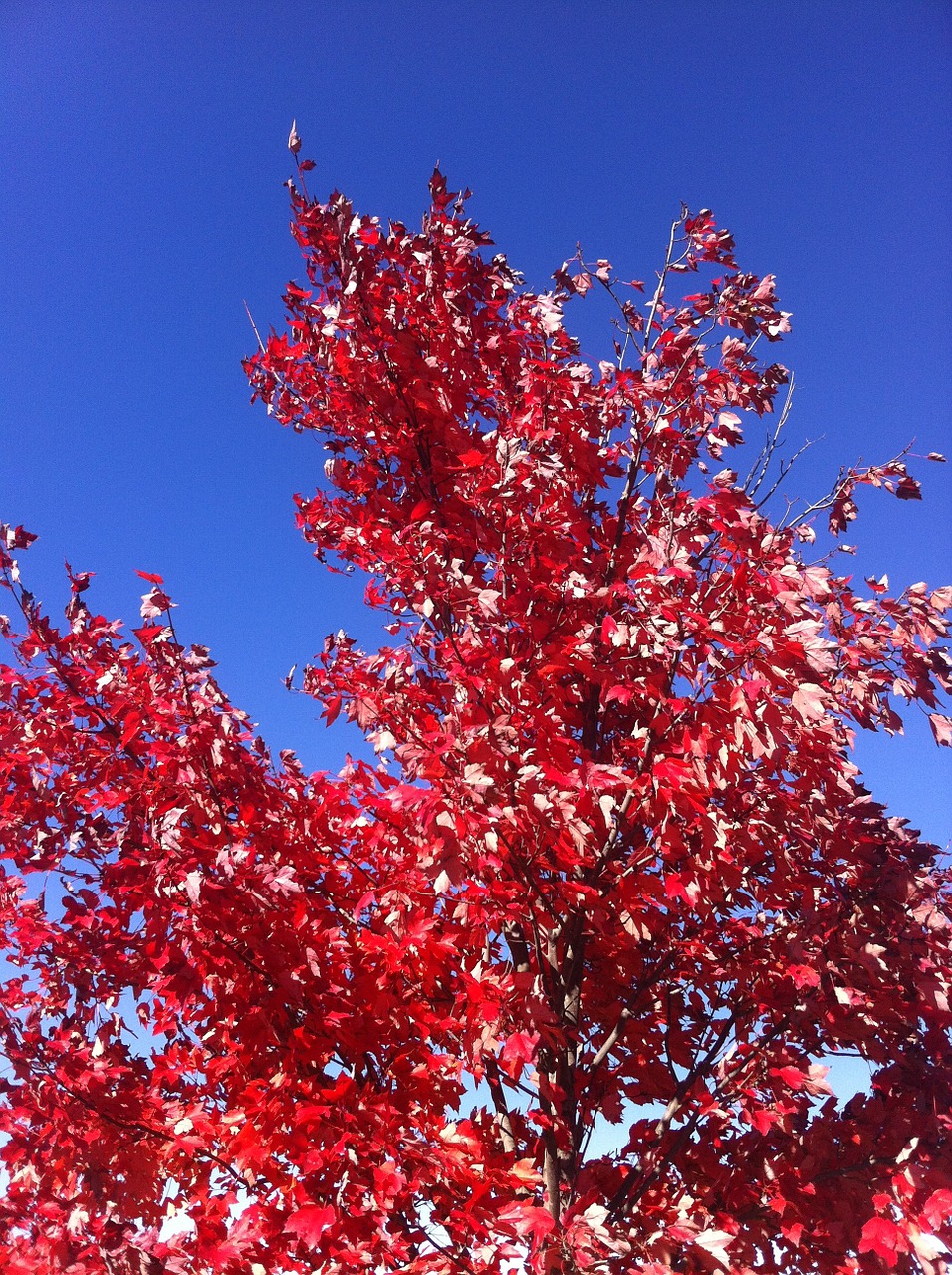 autumn tree nature free photo