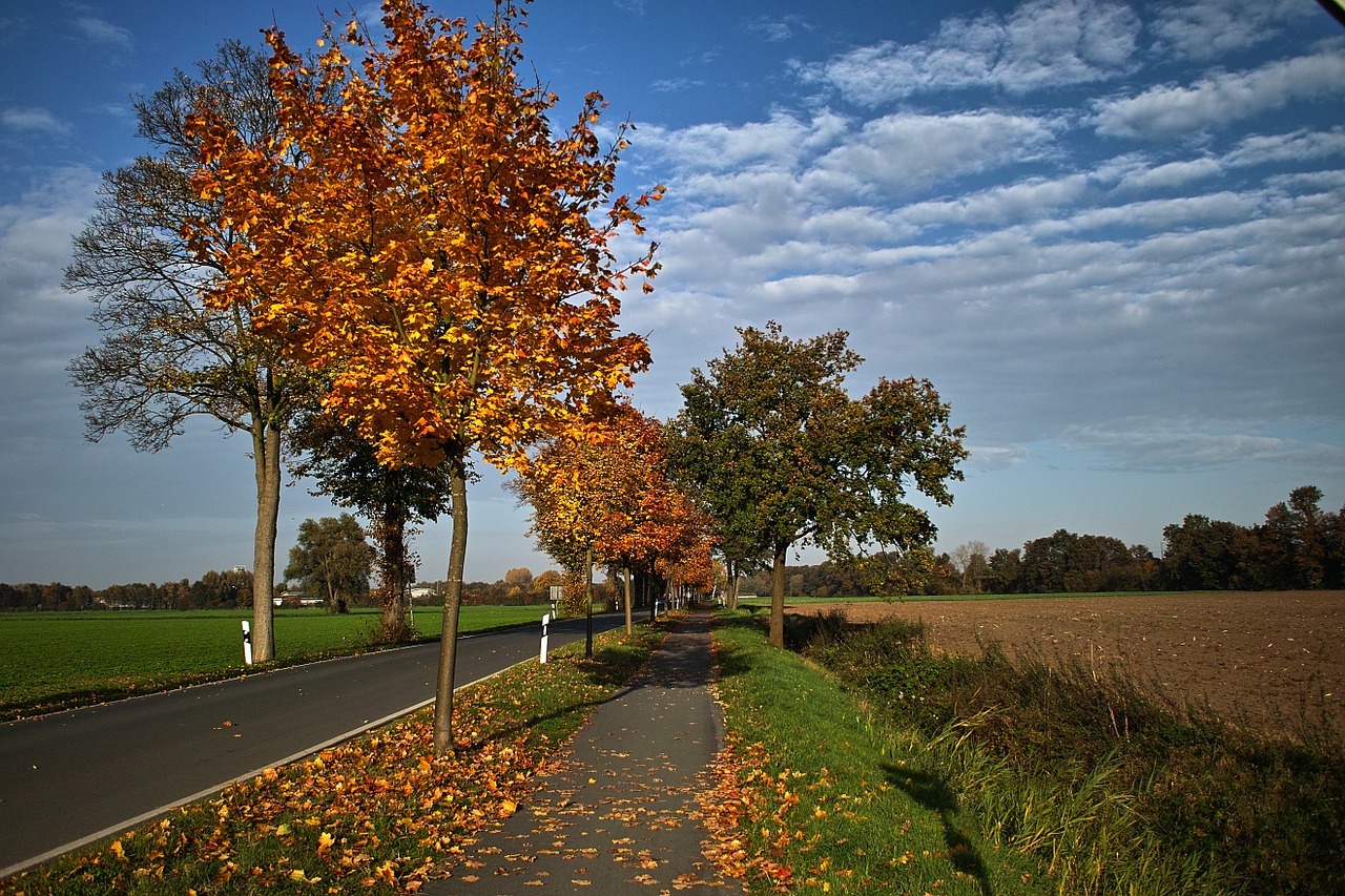 autumn road germany free photo