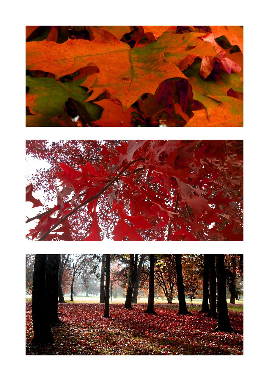 autumn red foliage free photo