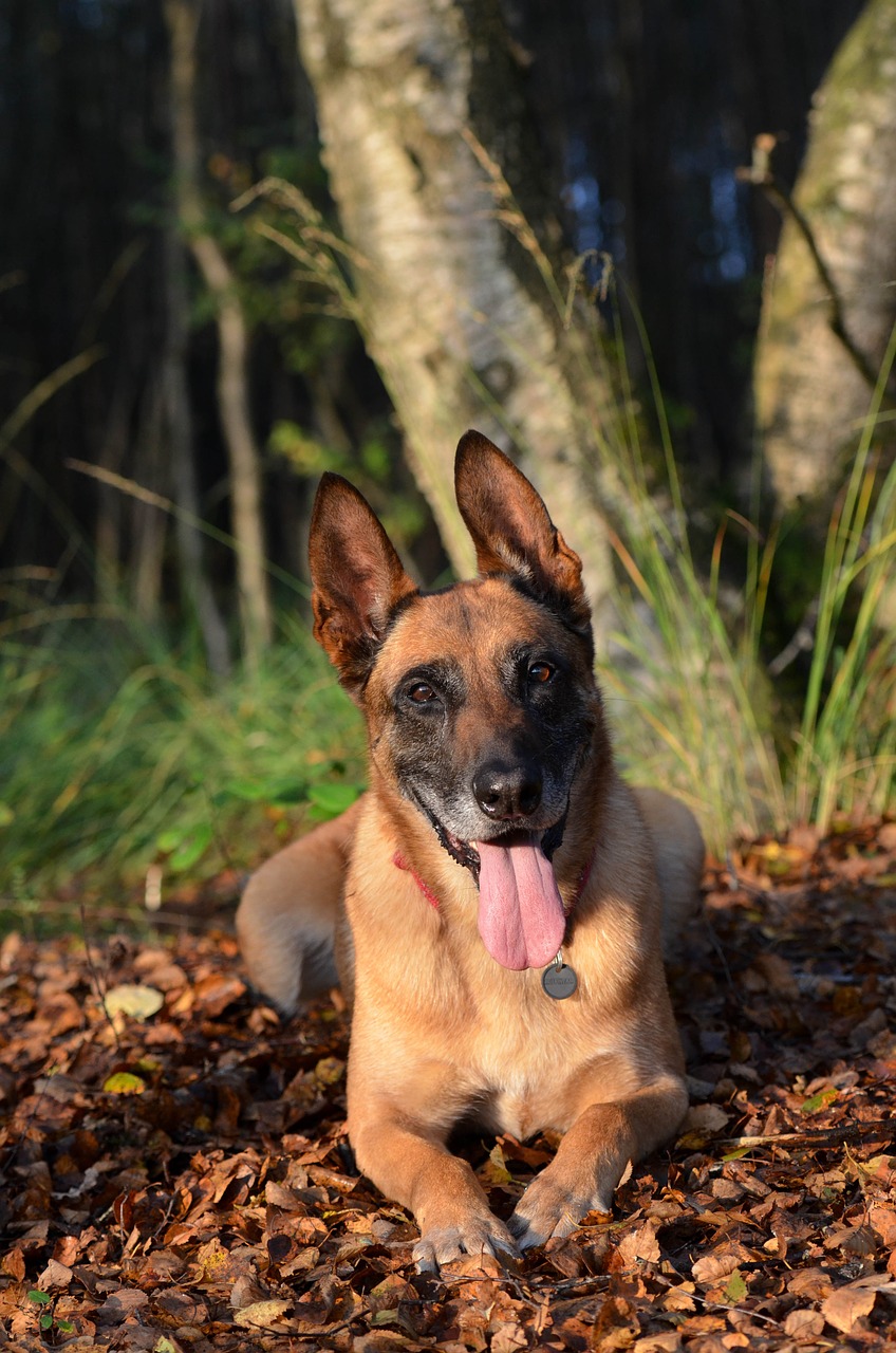 autumn malinois belgian shepherd dog free photo