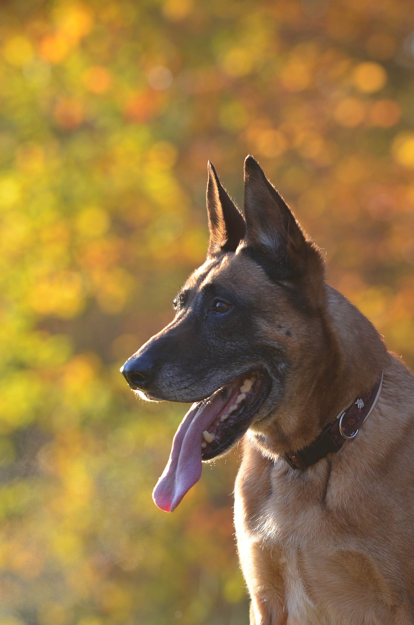 autumn malinois dog free photo