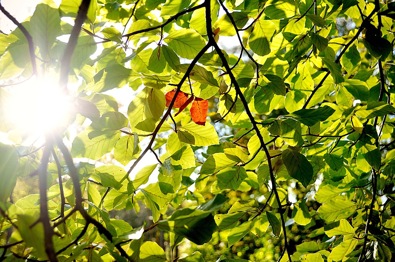 autumn green orange free photo