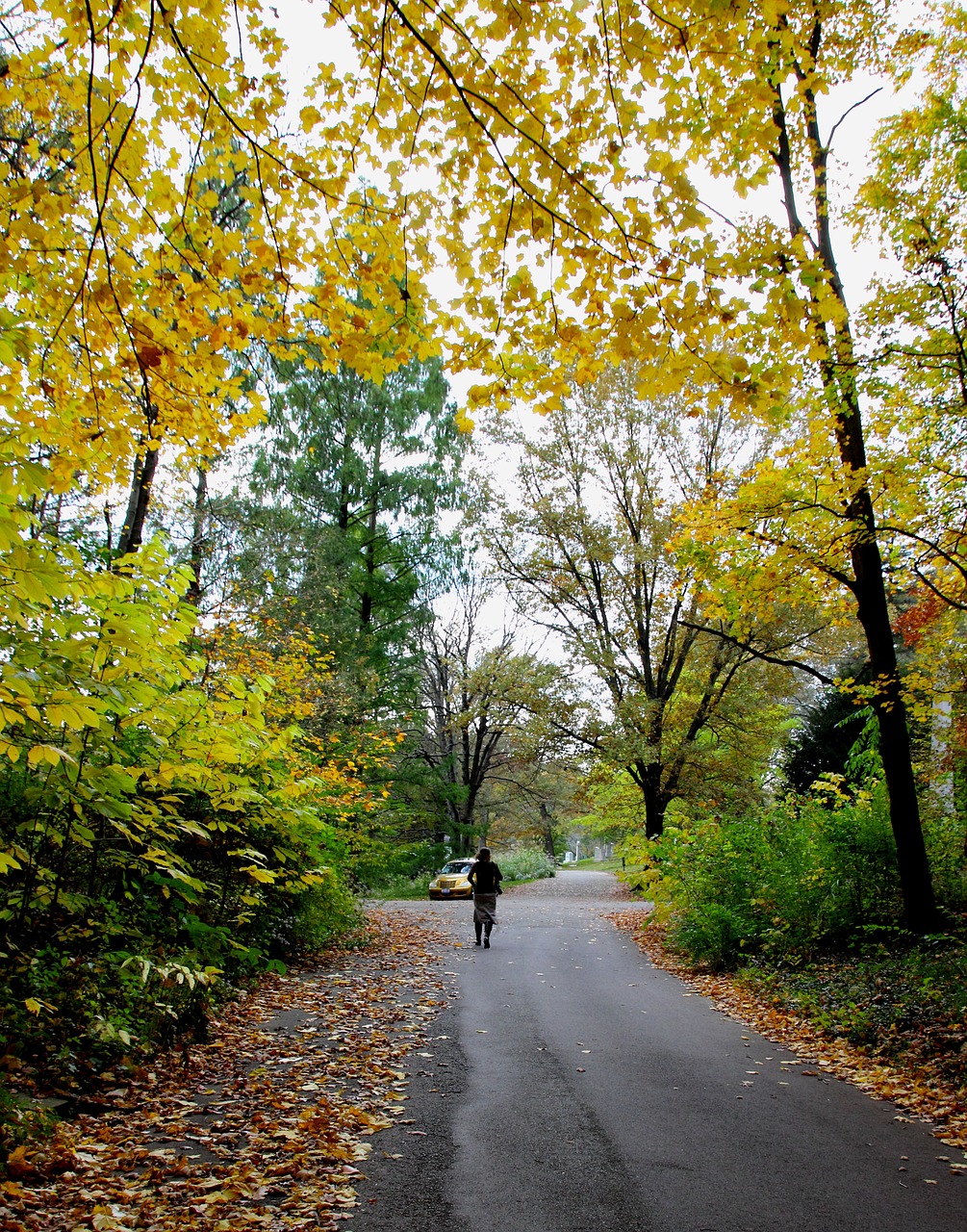 autumn trees leaves free photo