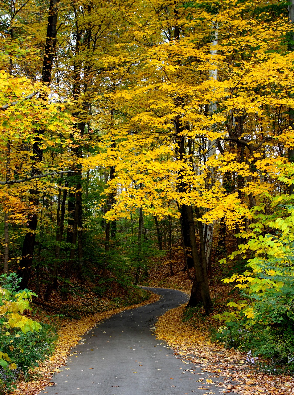 autumn fall trees free photo