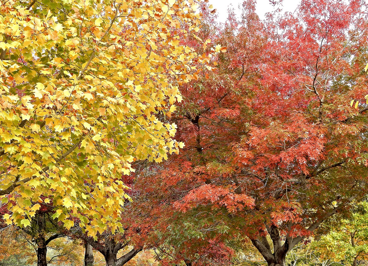 autumn fall leaves free photo