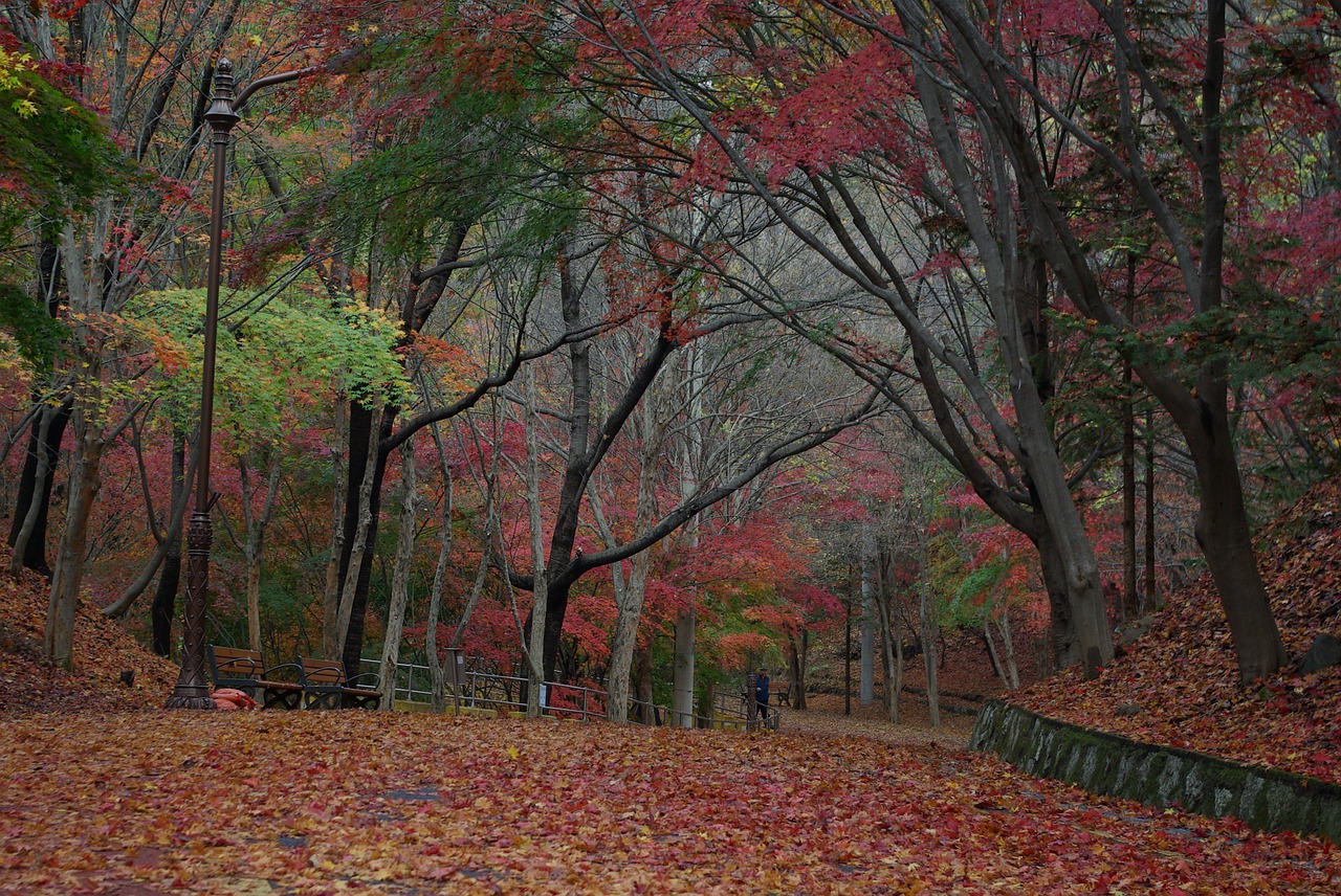 autumn maple leaves free photo