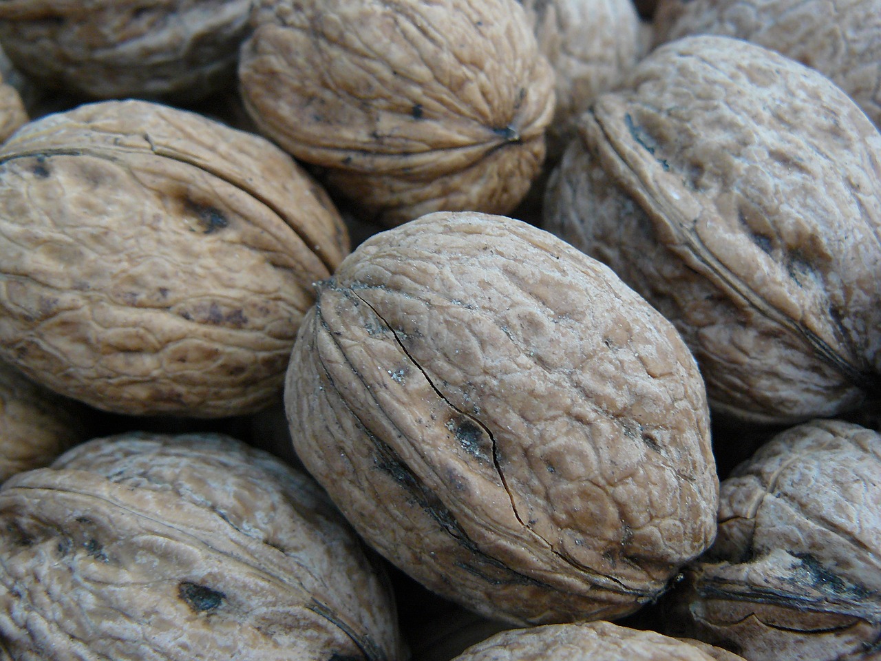 autumn walnut shell free photo