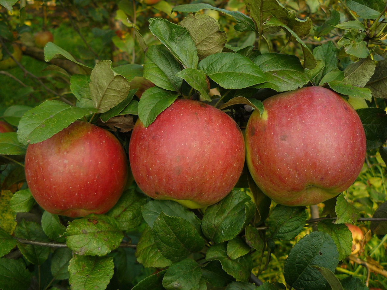 autumn apple three free photo