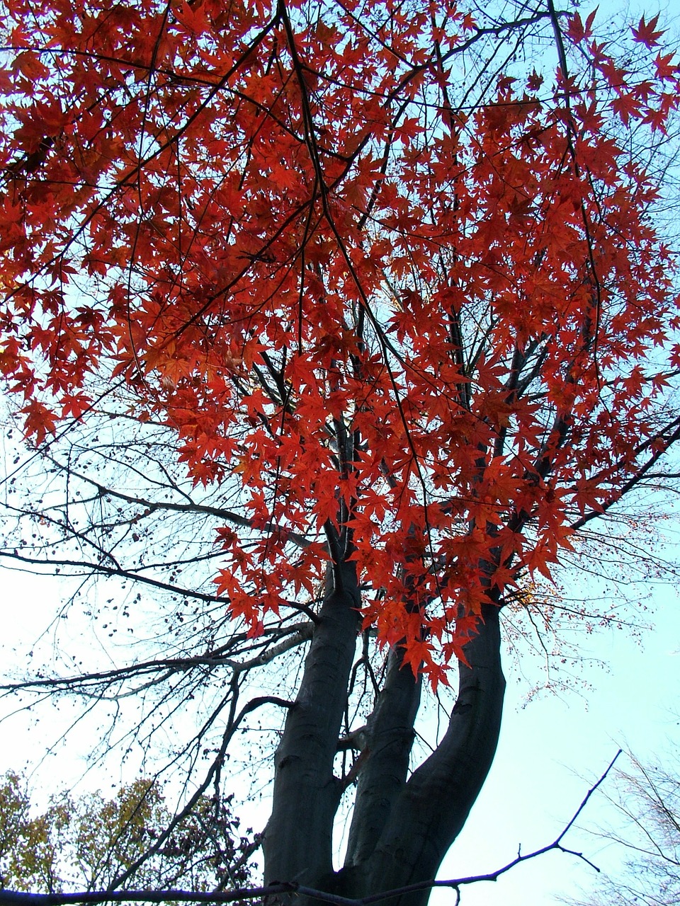 autumn maple leaves coloring free photo