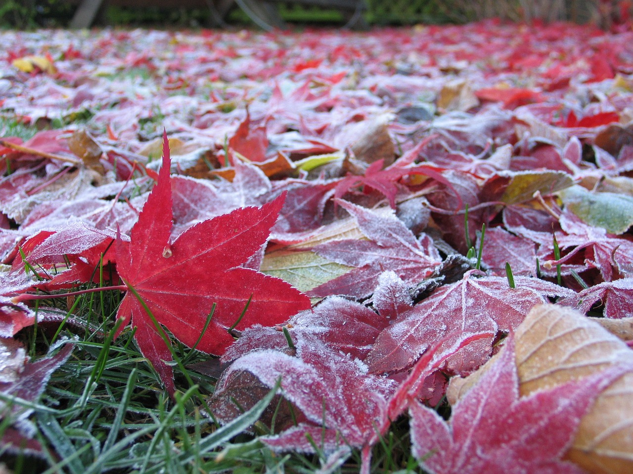 autumn maple leann free photo