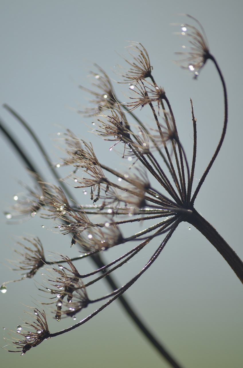 autumn drip drop of water free photo