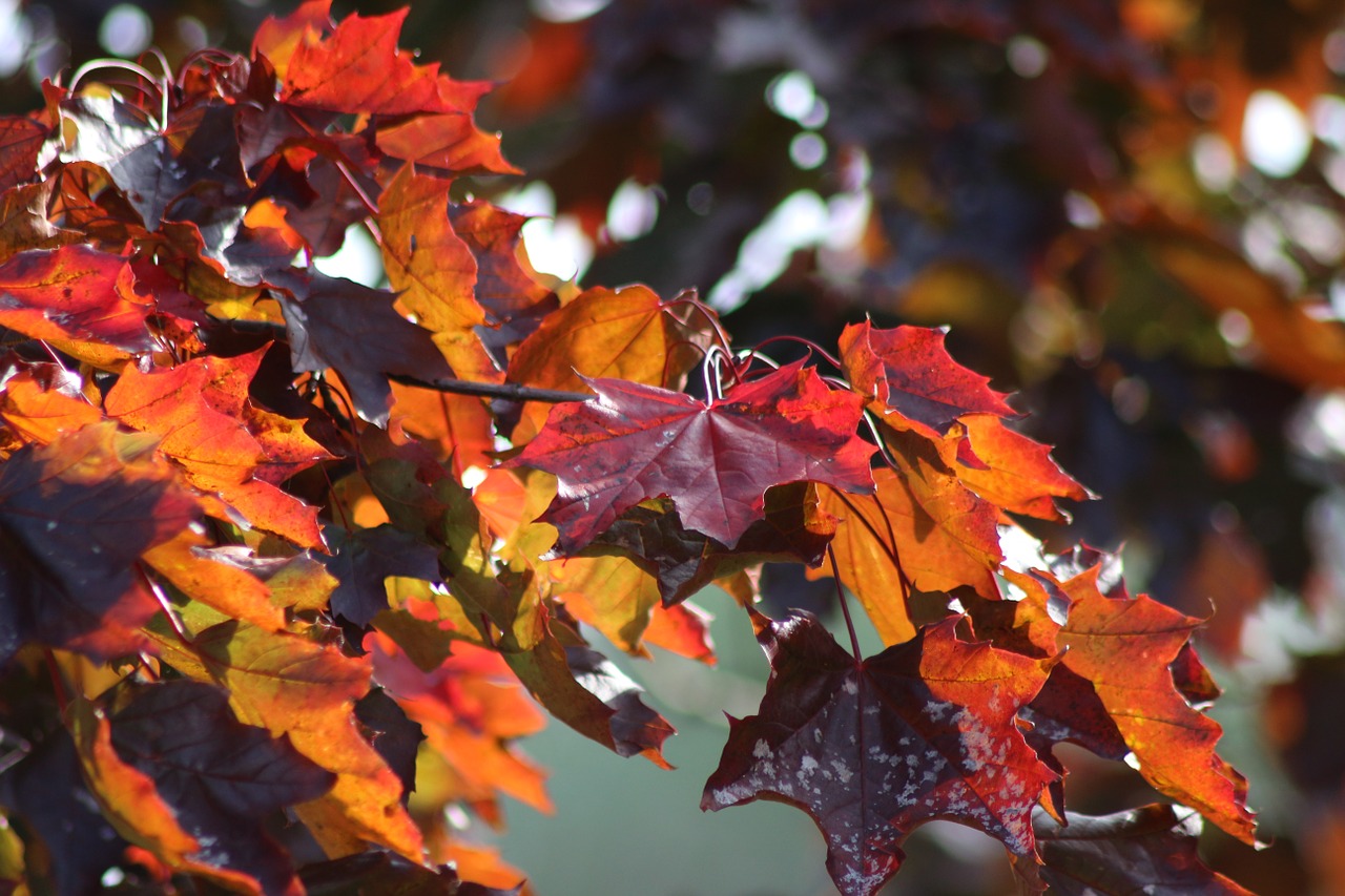 autumn leaves red free photo