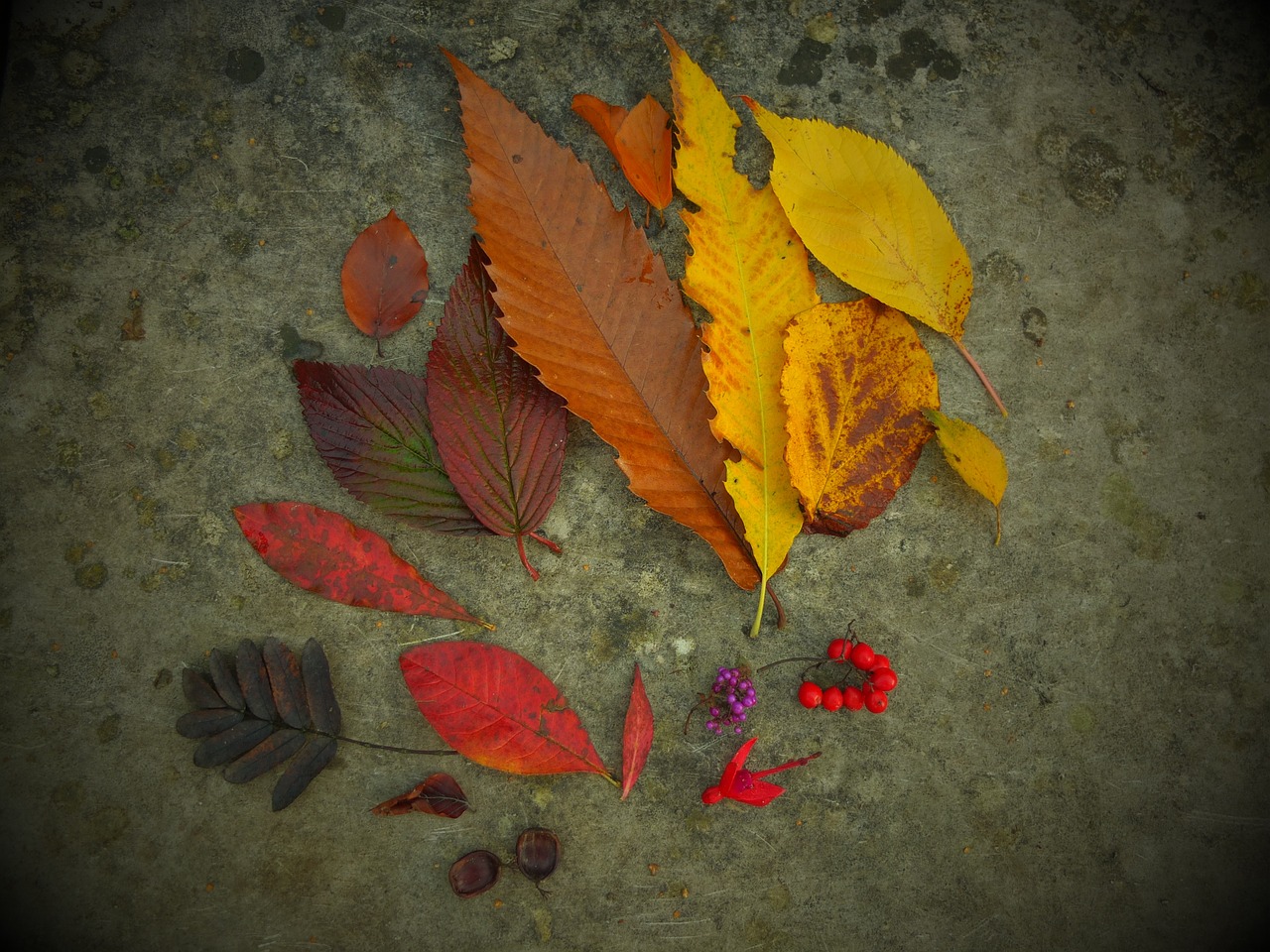 autumn leaves leaf free photo