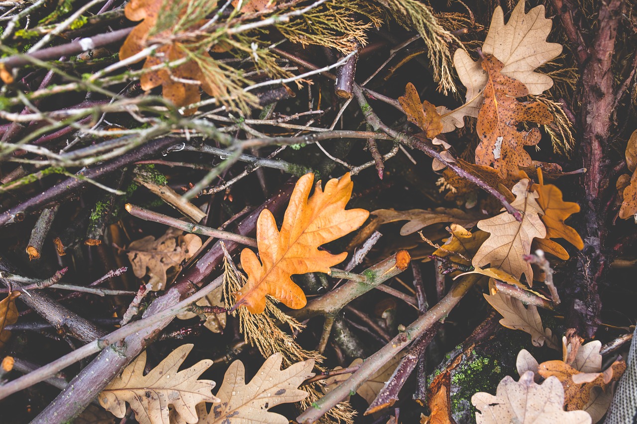 autumn fall mess free photo