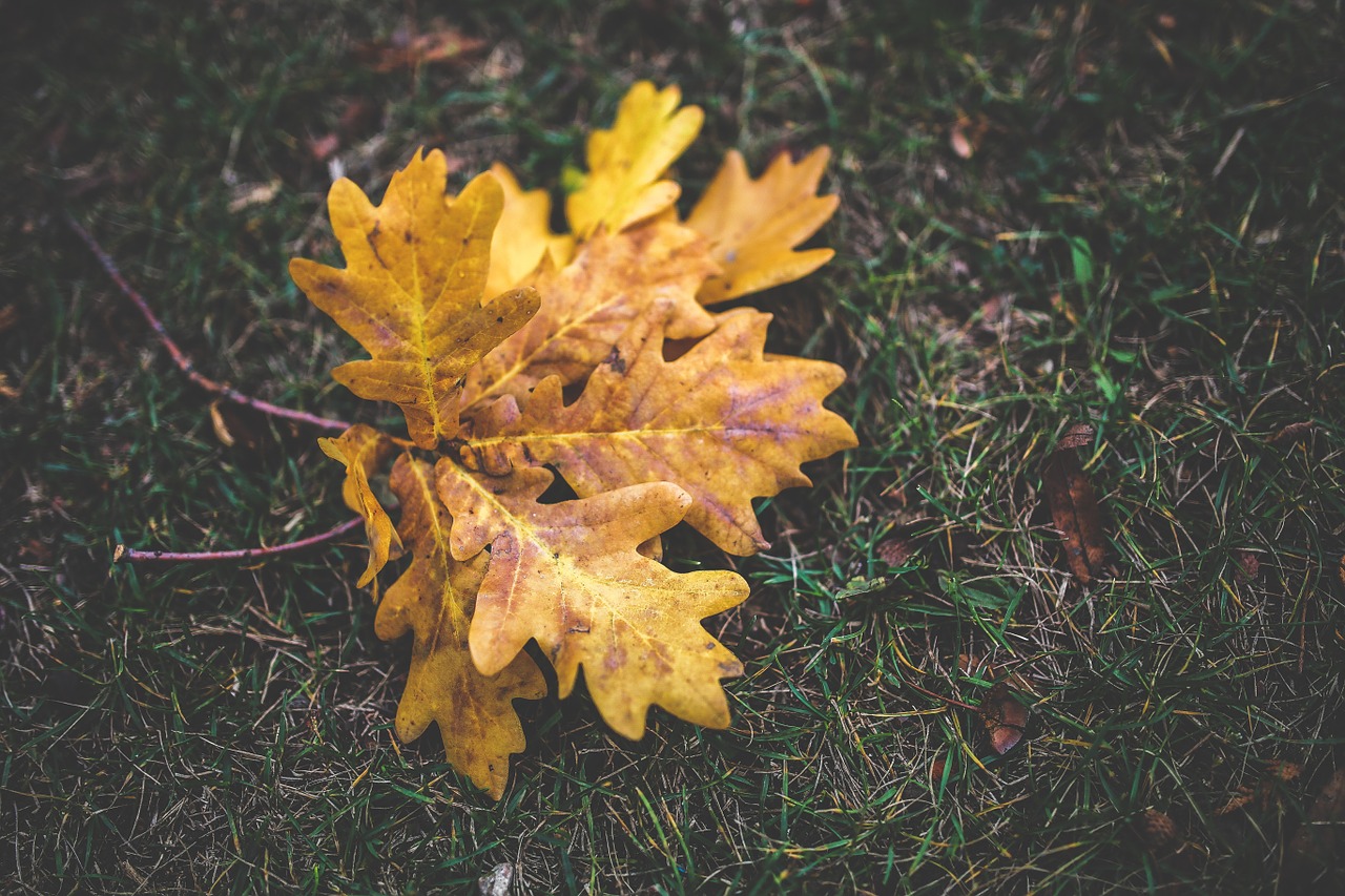 autumn fall oak free photo