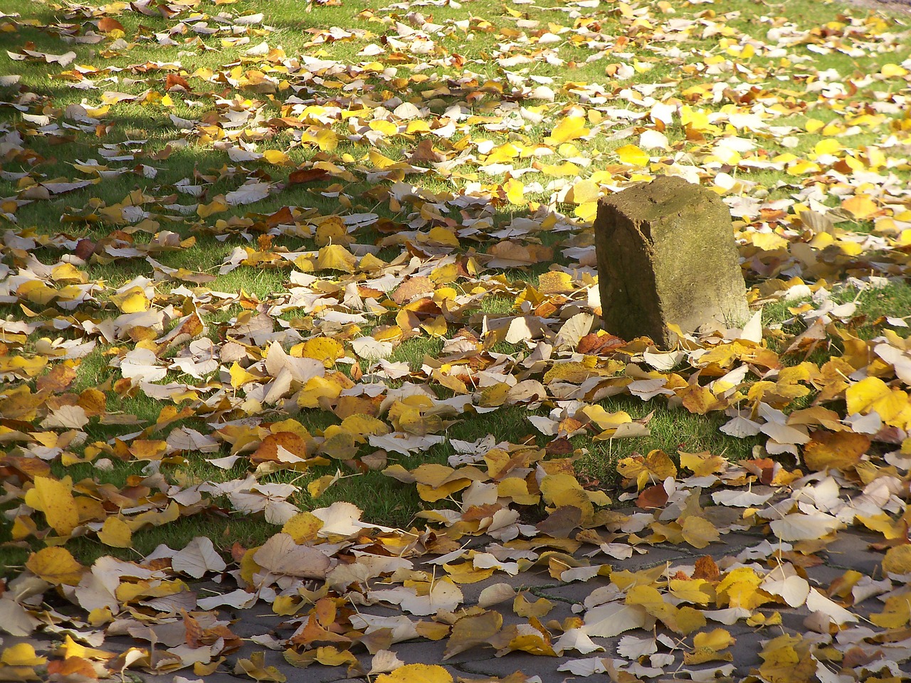 autumn lev leaves free photo