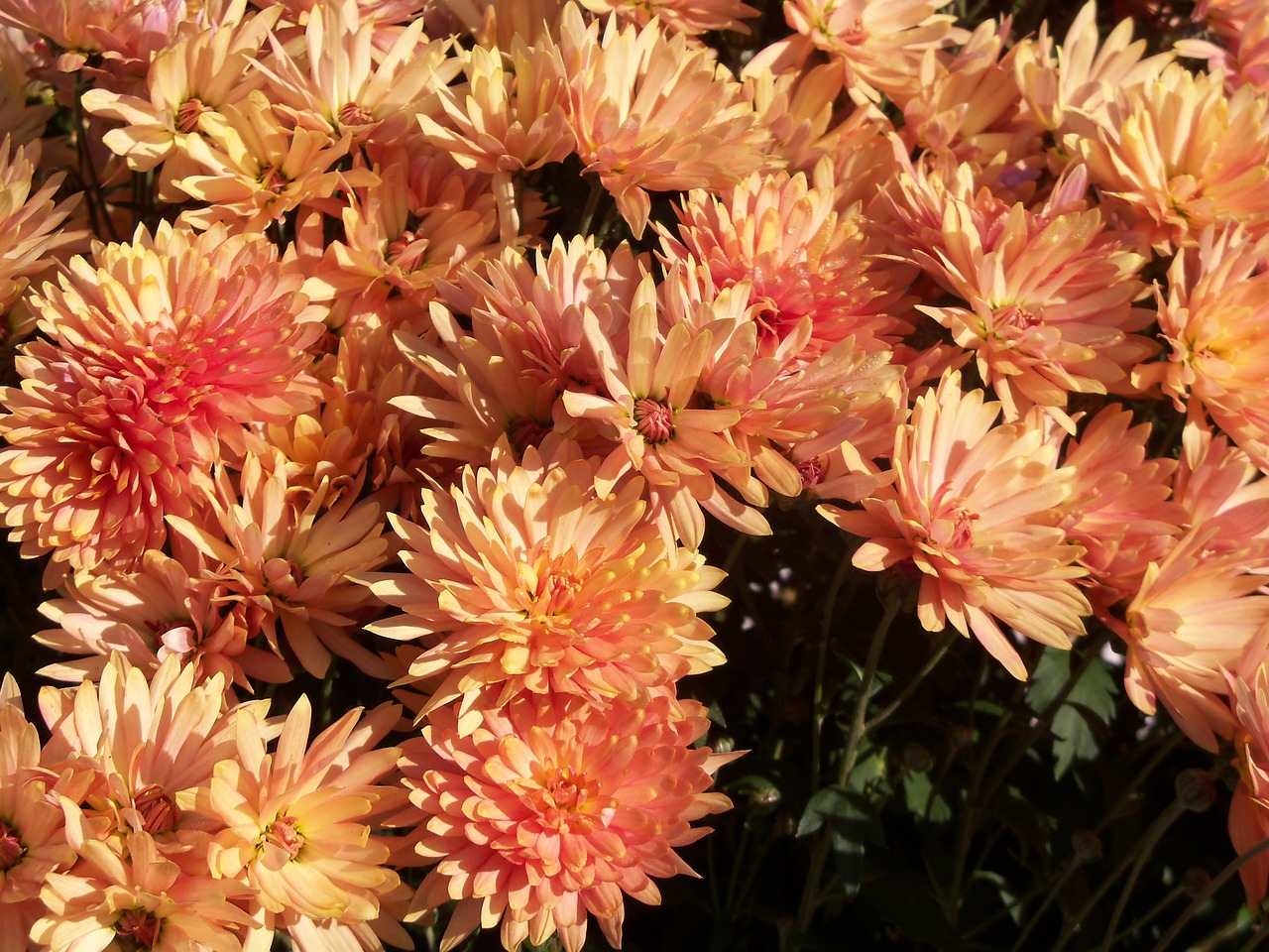 autumn aster floral free photo