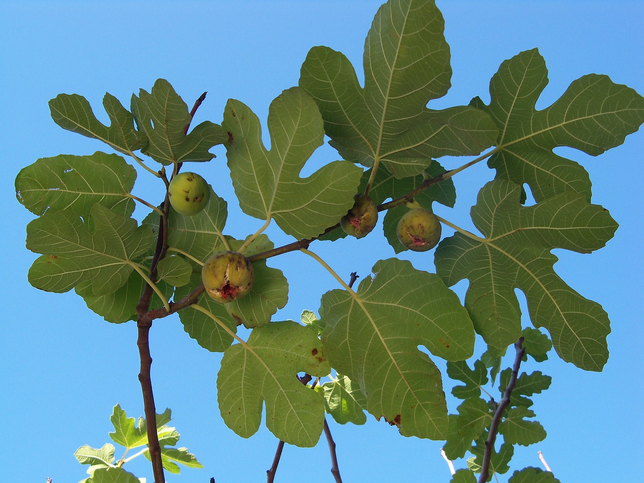 autumn fig fig tree free photo