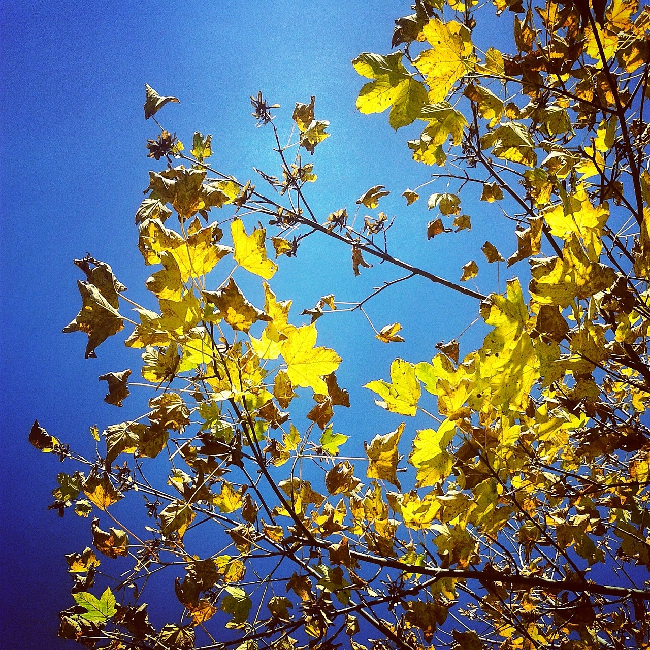 autumn leaves sky free photo