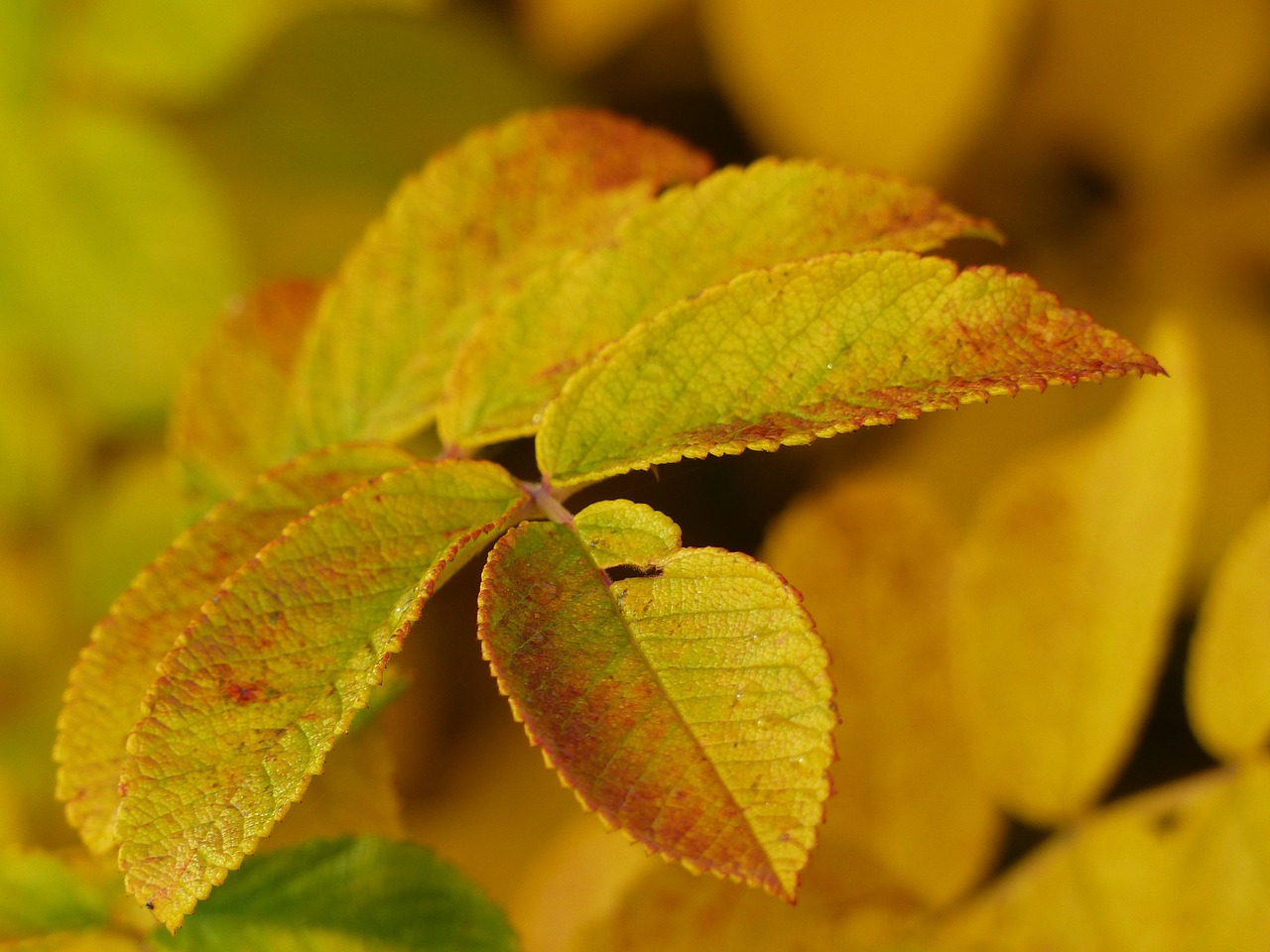 autumn fall leaves free photo