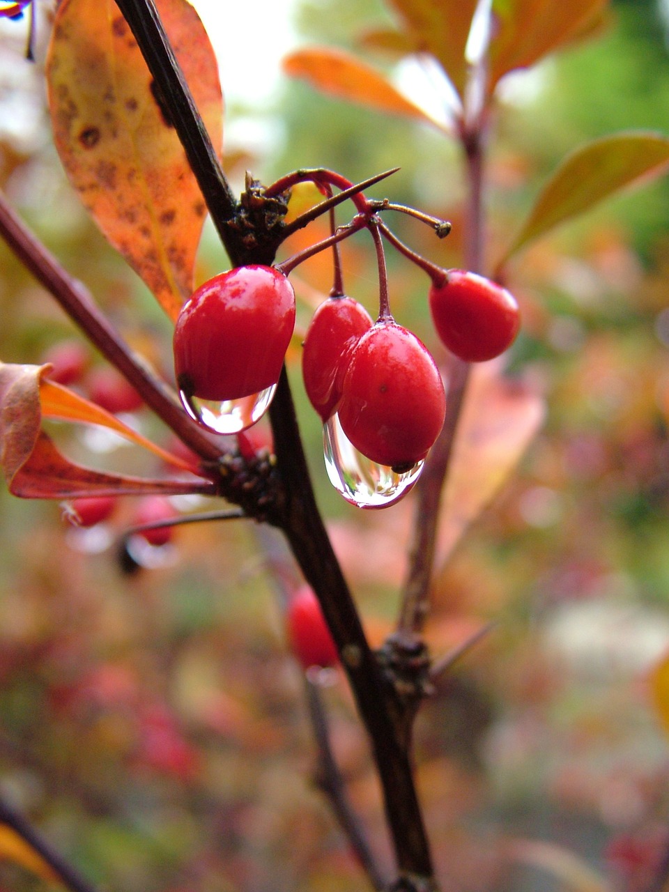 autumn berries plant free photo