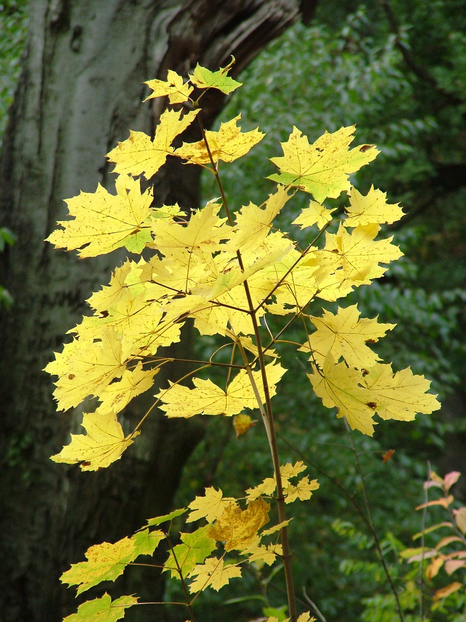 autumn leaves golden autumn free photo