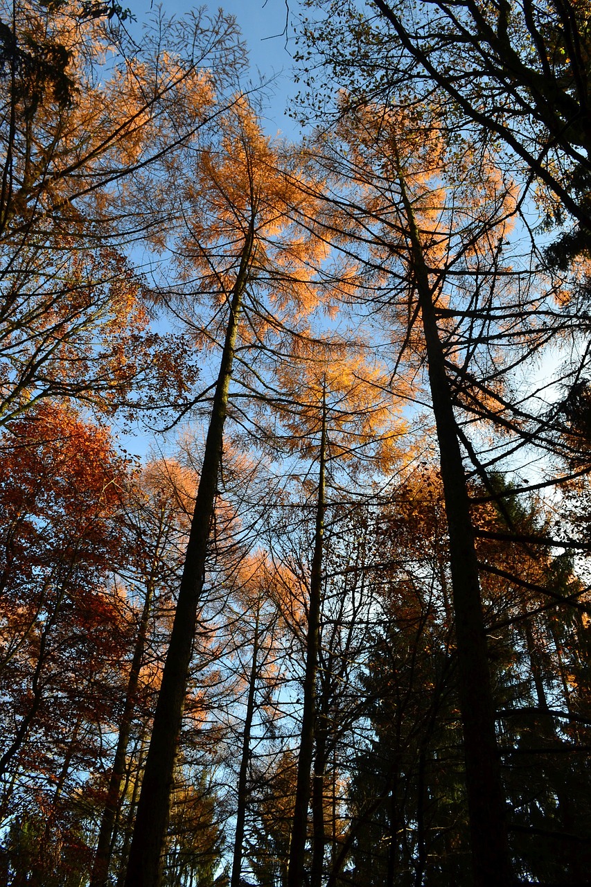 autumn forest leaves free photo